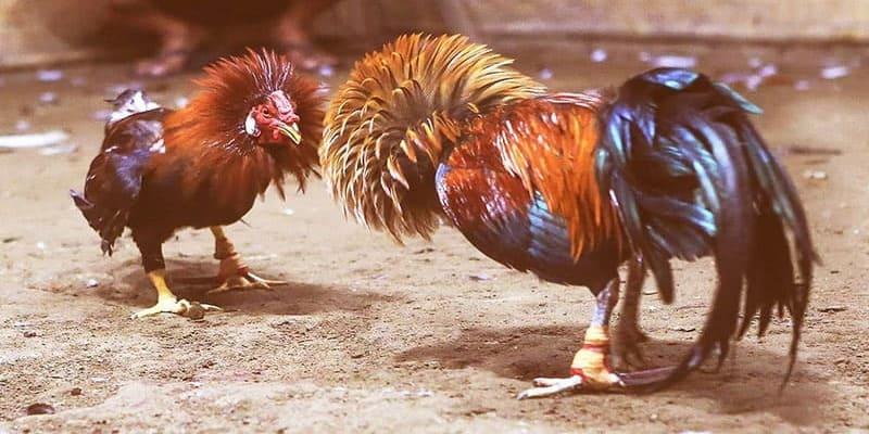 Cơ chế theo dõi lịch sử đấu