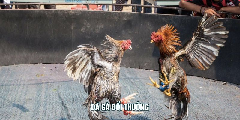 Đá Gà Đổi Thưởng
