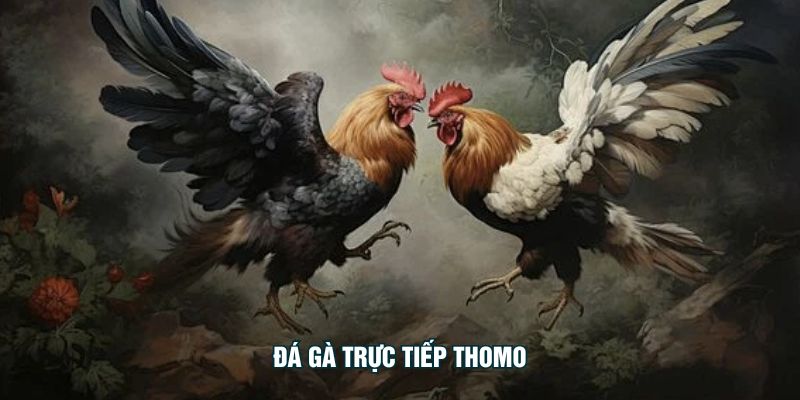 Đá Gà Trực Tiếp Thomo