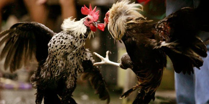 Hình ảnh các trận đá gà Rwin