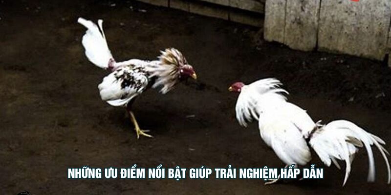 Những ưu điểm nổi bật giúp trải nghiệm hấp dẫn