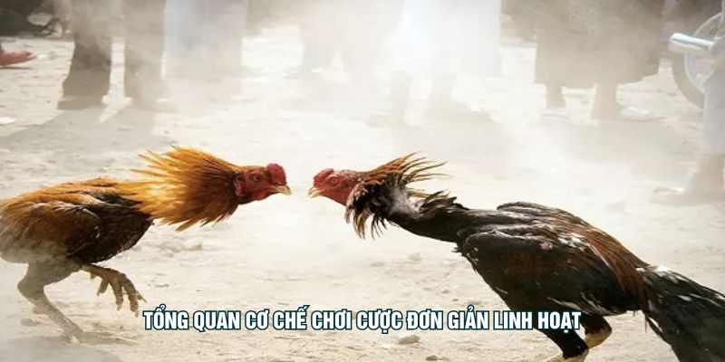 Tổng quan cơ chế chơi cược đơn giản linh hoạt