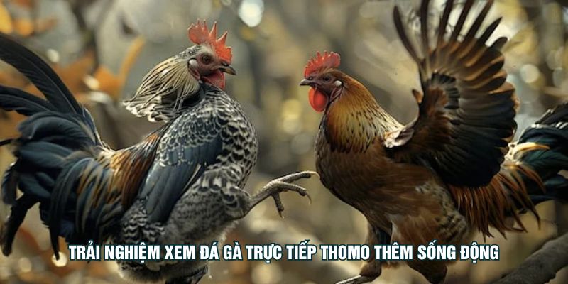 Trải nghiệm xem đá gà trực tiếp thomo thêm sống động